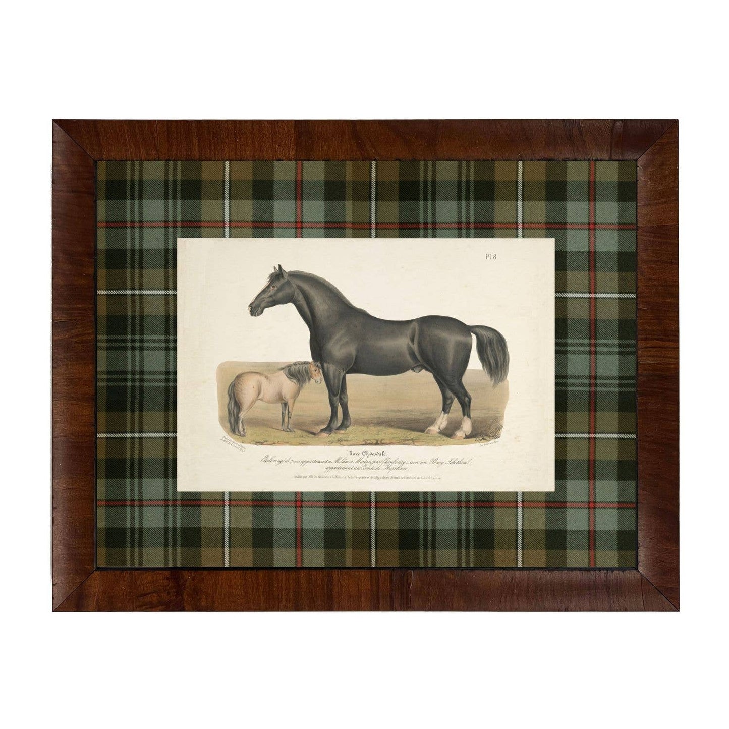 Vintage Horse Bookplate F | 20" X 16"