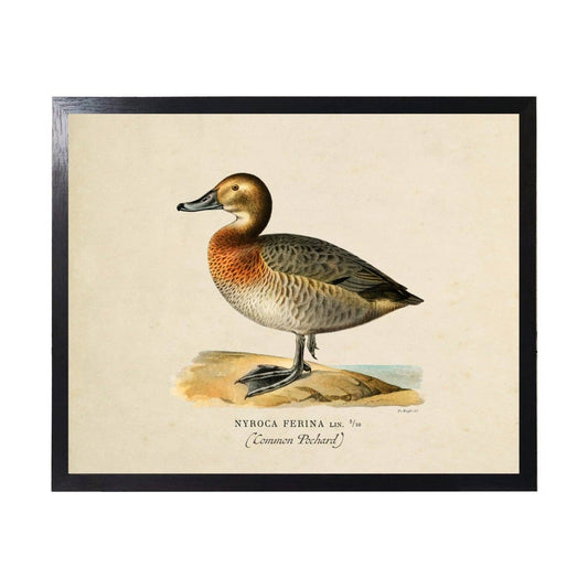 Vintage Bookplate Common Pochard Duck | 24" X 18"
