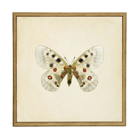 Moth Print 1 | 24x24
