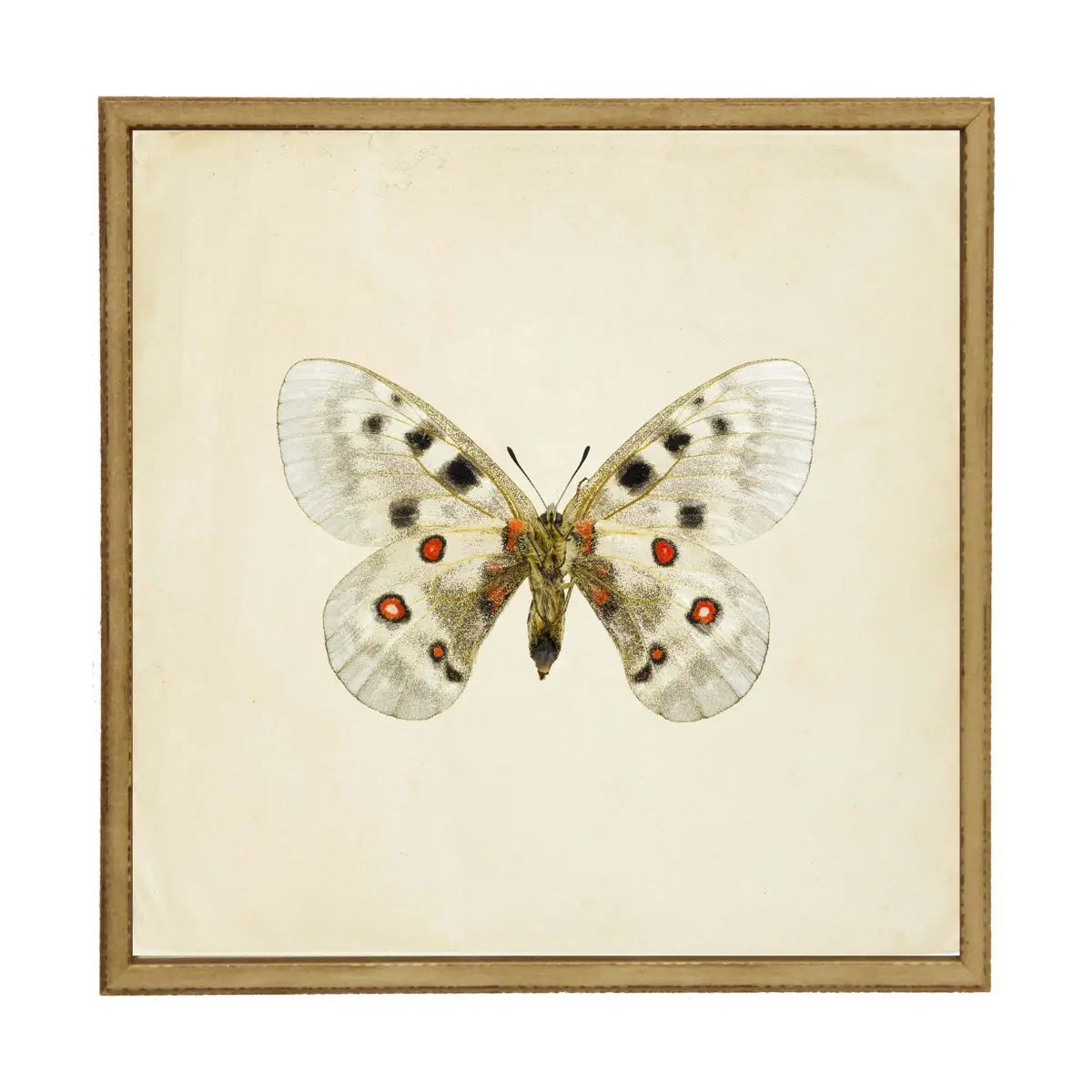 Moth Print 1 | 24x24