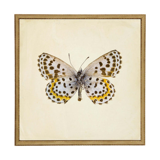 Moth Print 2 | 24x24