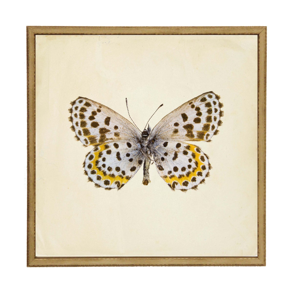 Moth Print 2 | 24x24