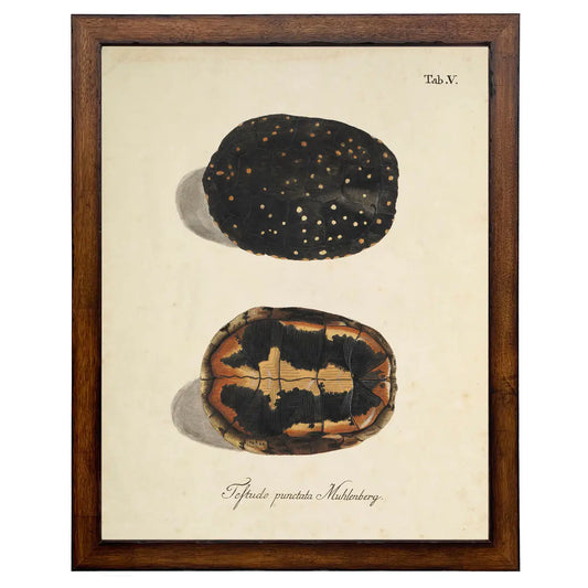 Framed Vintage Turtle Shell Bookplate D | 22x28