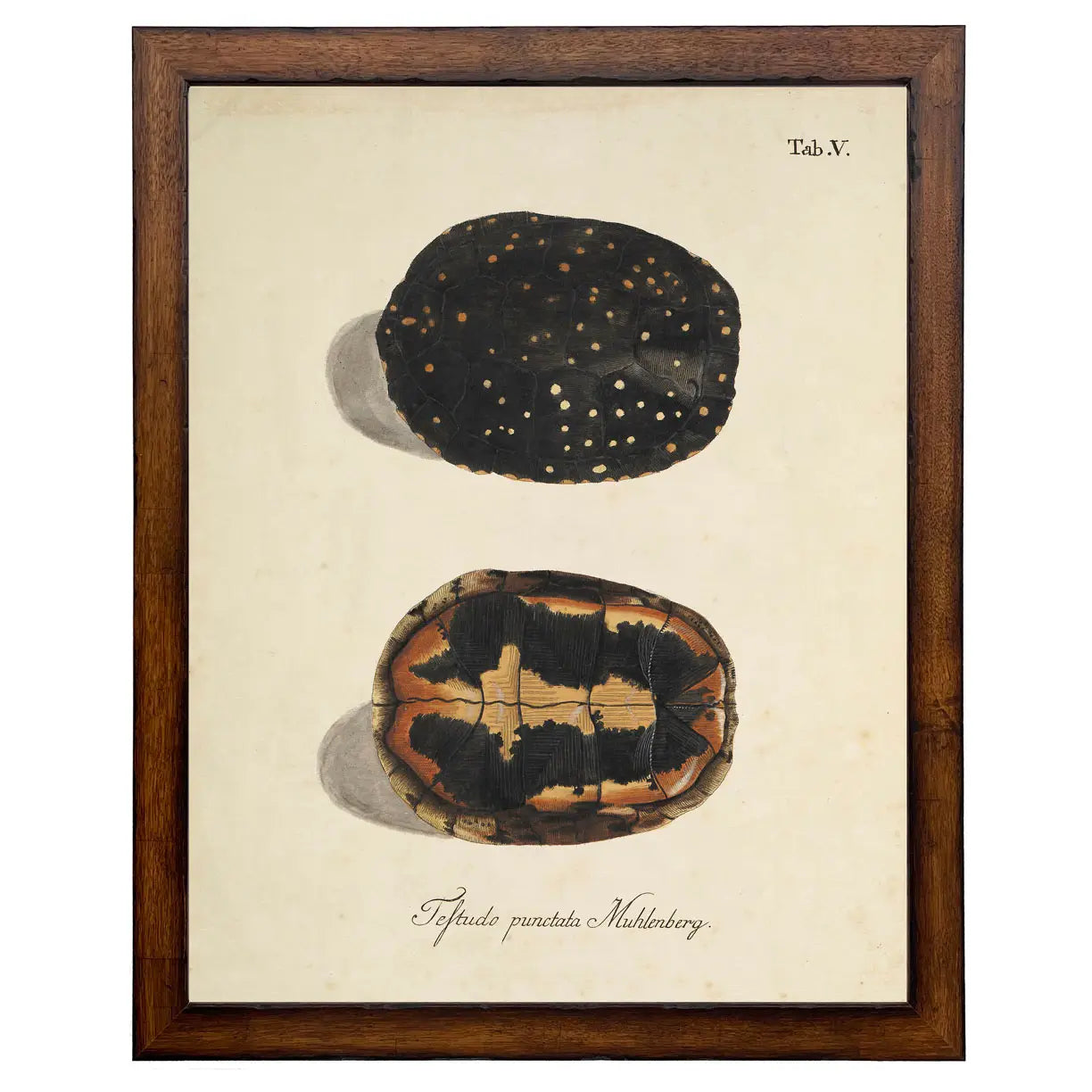 Framed Vintage Turtle Shell Bookplate D | 22x28