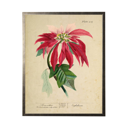 Poinsettia On Aged Background | 22x28