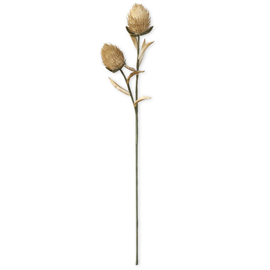 35"  Eva Double Spiky Pod Stem | Tan & Green
