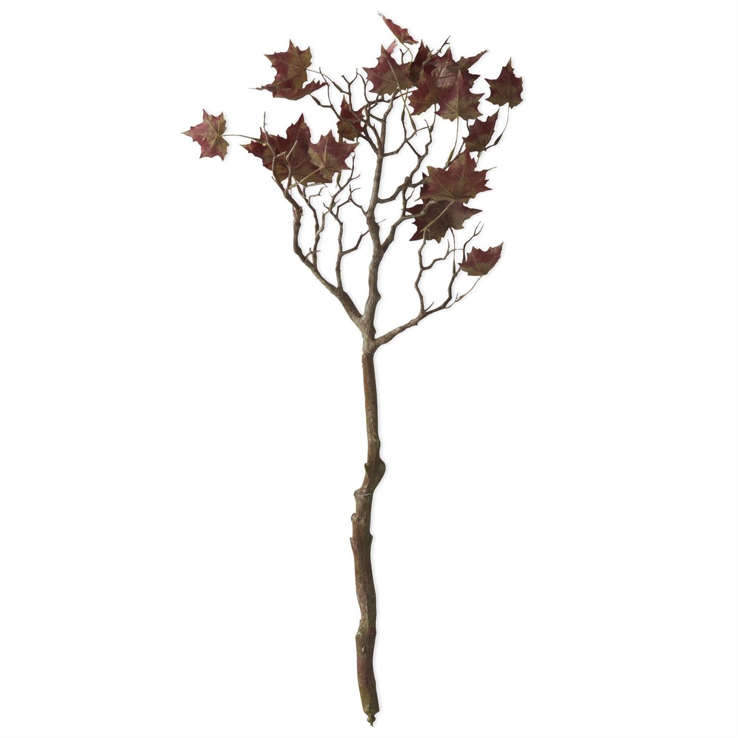 32-Inch Oak Branch