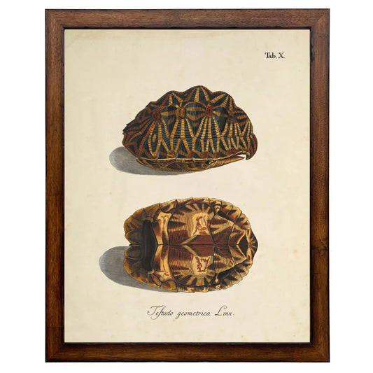 Framed Vintage Turtle Shell Bookplate A | 22x28
