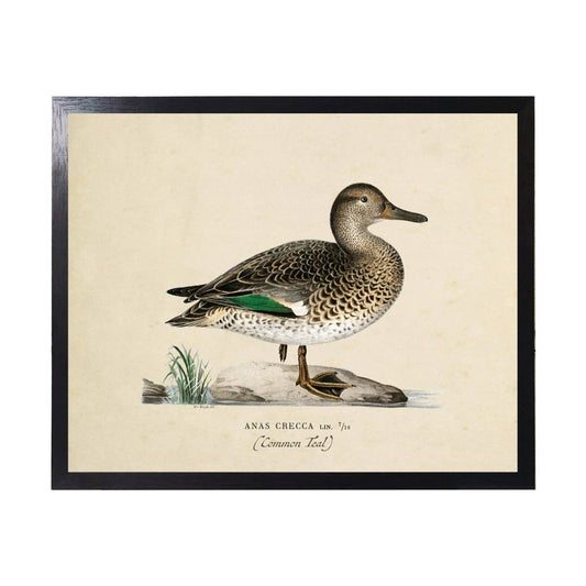 Vintage Bookplate Common Teal Duck |  24" X 18"