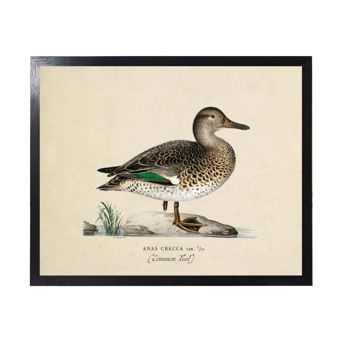 Vintage Bookplate Common Teal Duck |  24" X 18"