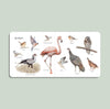 Our Big Book of Animals (Board Book)