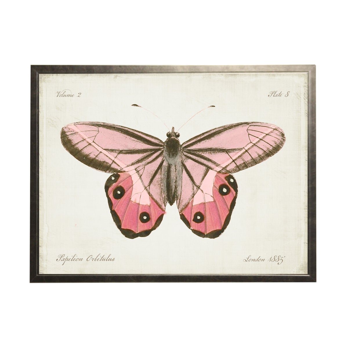 Plate 8 Pink Butterfly | 22 x 28