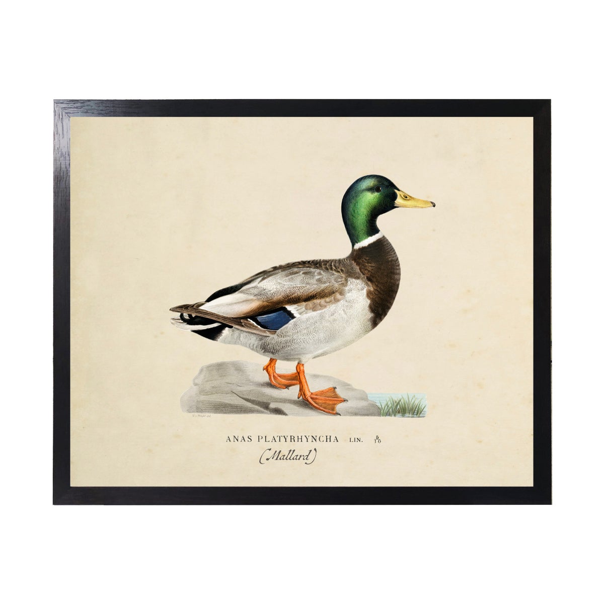 Vintage Bookplate Male Mallard | 24x18