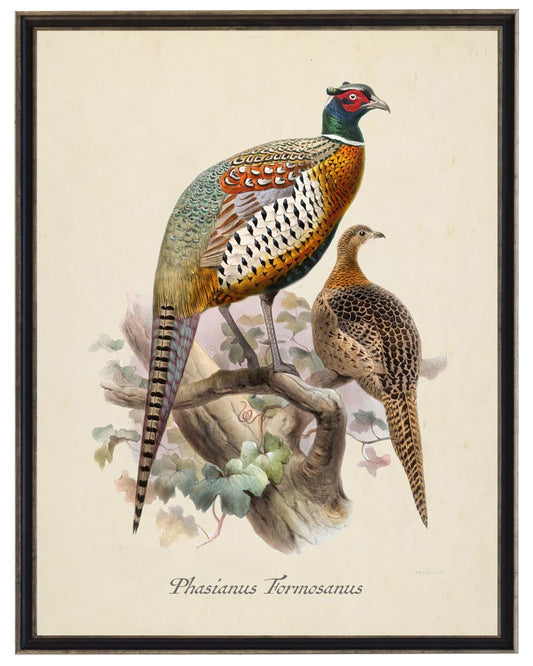 Vintage Pheasants on Distressed Background | 30x36
