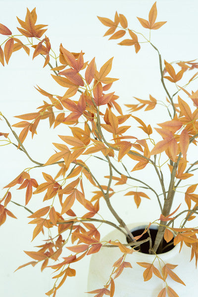 Botanica | 3489