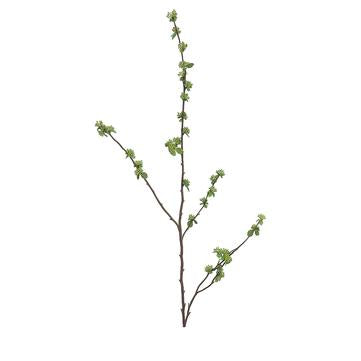 Budding Branch | Green