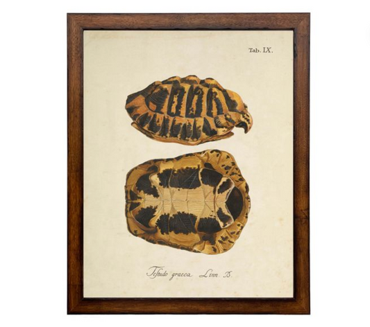 Framed Vintage Turtle Shell Bookplate E | 22x28