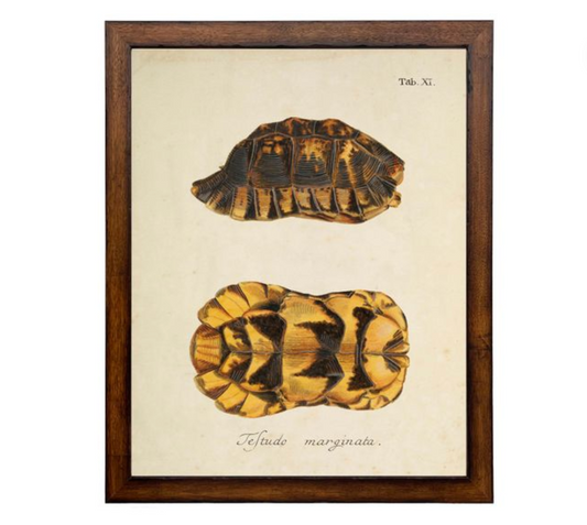 Framed Vintage Turtle Shell Bookplate C | 30x36