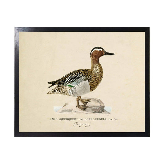 Vintage Bookplate Garganey Duck |  24" X 18"