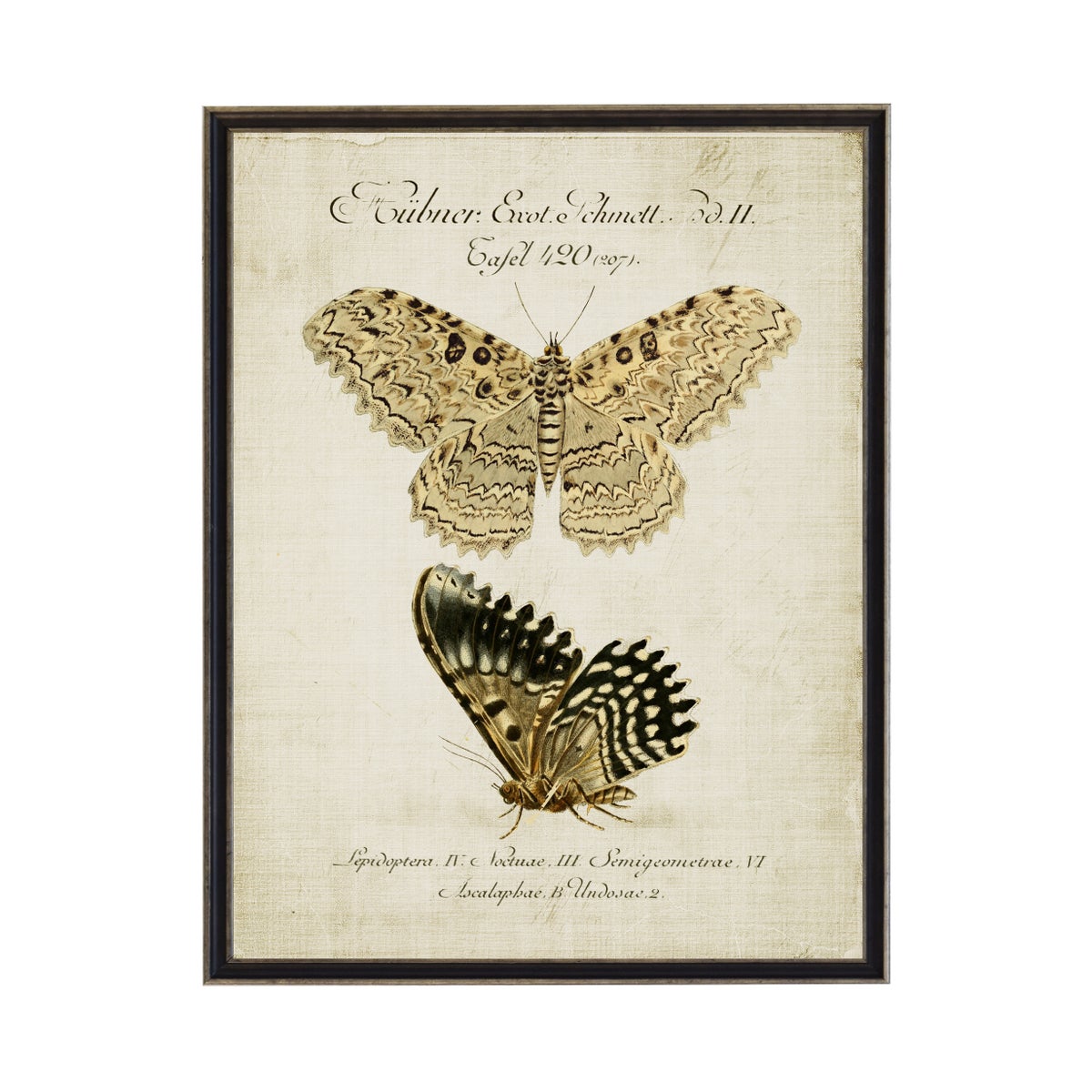 Vintage Neutral Butterfly Bookplate on Title Plate | B