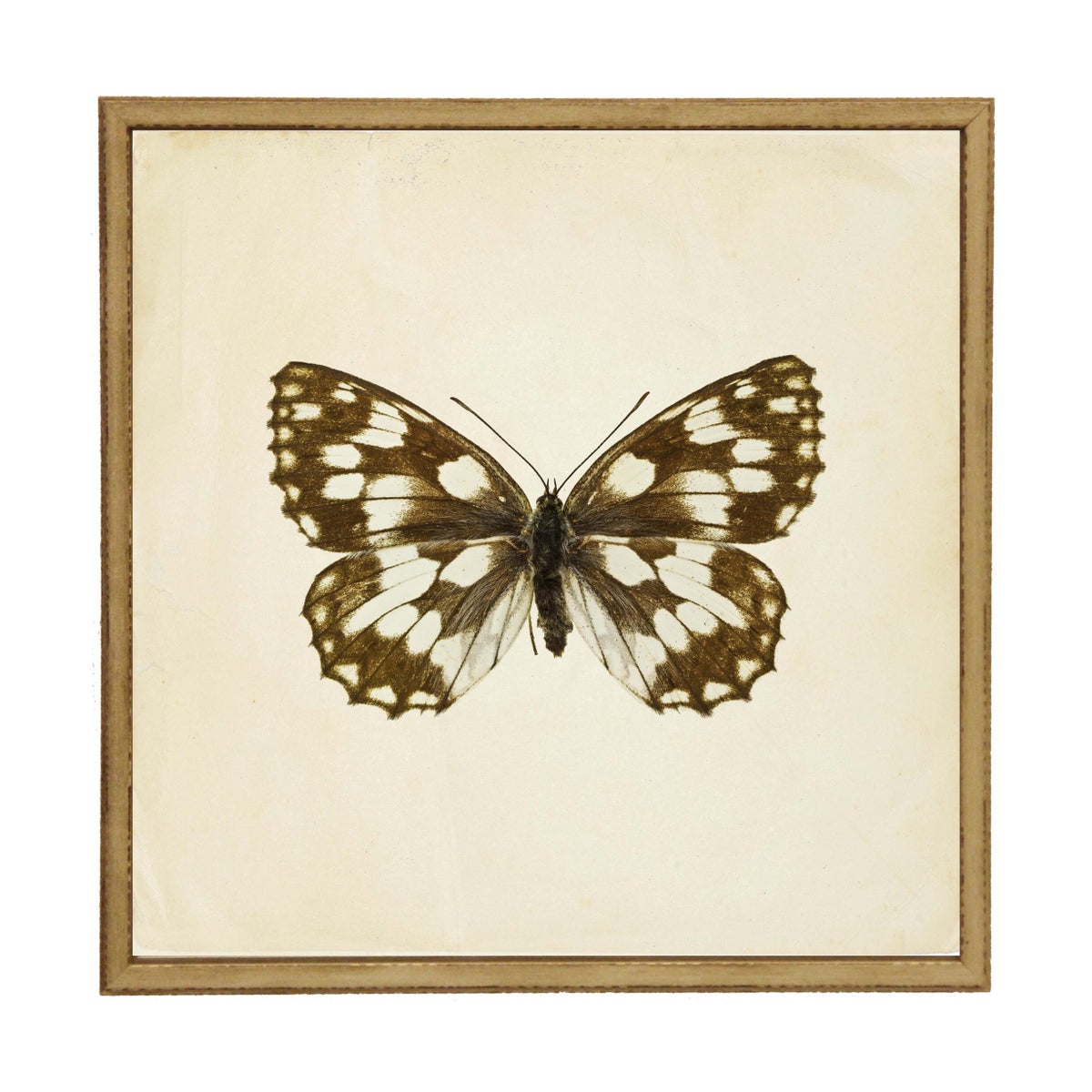 Moth Print 5 | 24x24