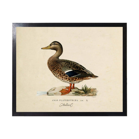 Vintage Bookplate Female Mallard |  24" X 18"
