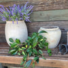 Olla Jar | Vietnamese Unglazed