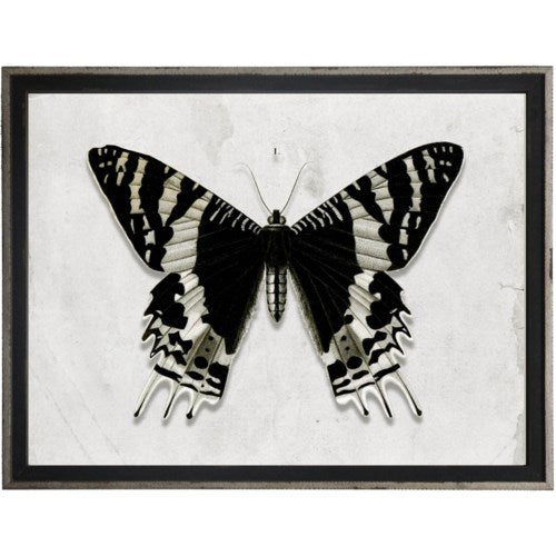 30x24 Black & White Butterfly Print - 611D