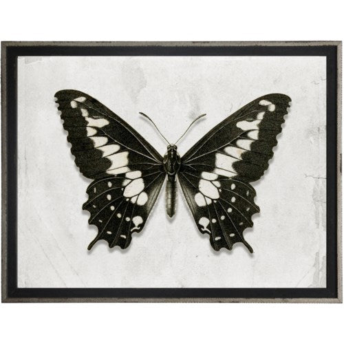 30 x 24 Black & White Butterfly Print - 611B
