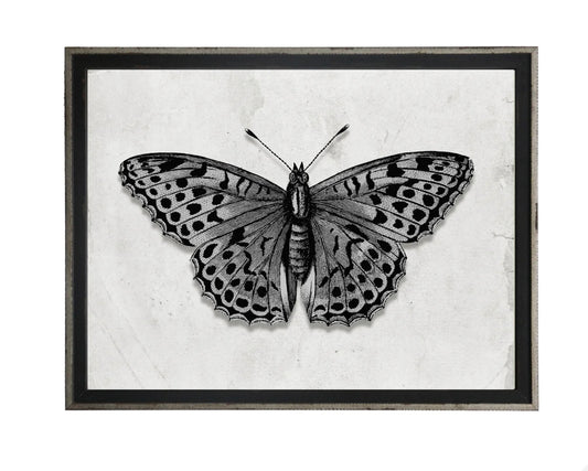 30x24 Black & White Butterfly Print - 611A