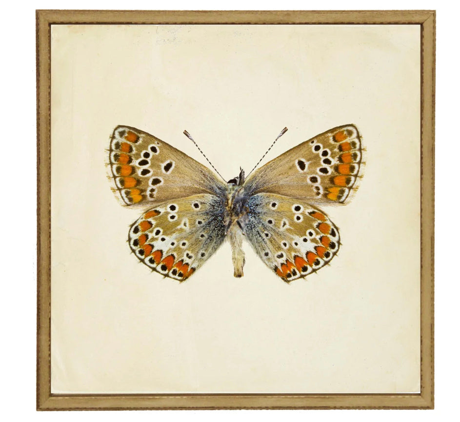 Moth Print 6 | 24x24