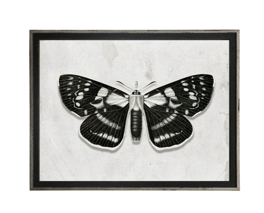 30x24 Black & White Butterfly Print - 611C